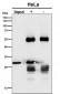 Anti-GCLM Rabbit Monoclonal Antibody